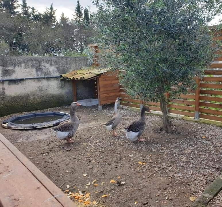 Casa Vacanze Barbera Con Piscina Lägenhet Syrakusa Exteriör bild